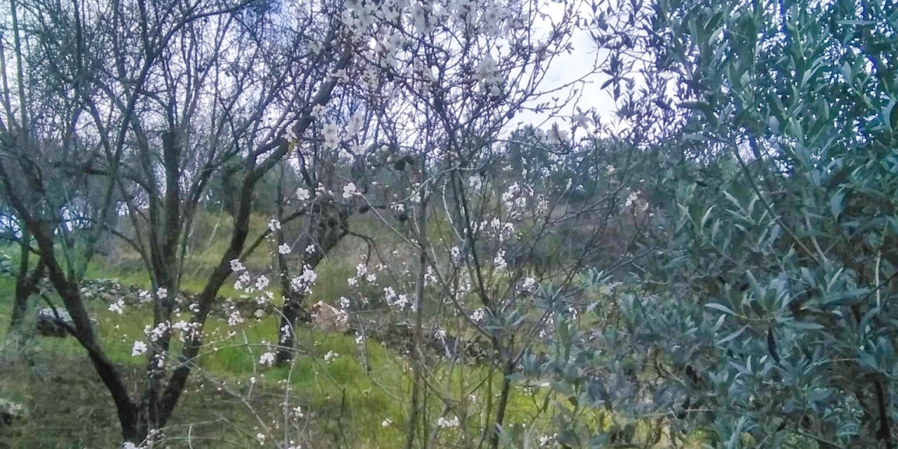 Gazipaşa’da yalancı bahara aldanan ağaçlar çiçek açtı