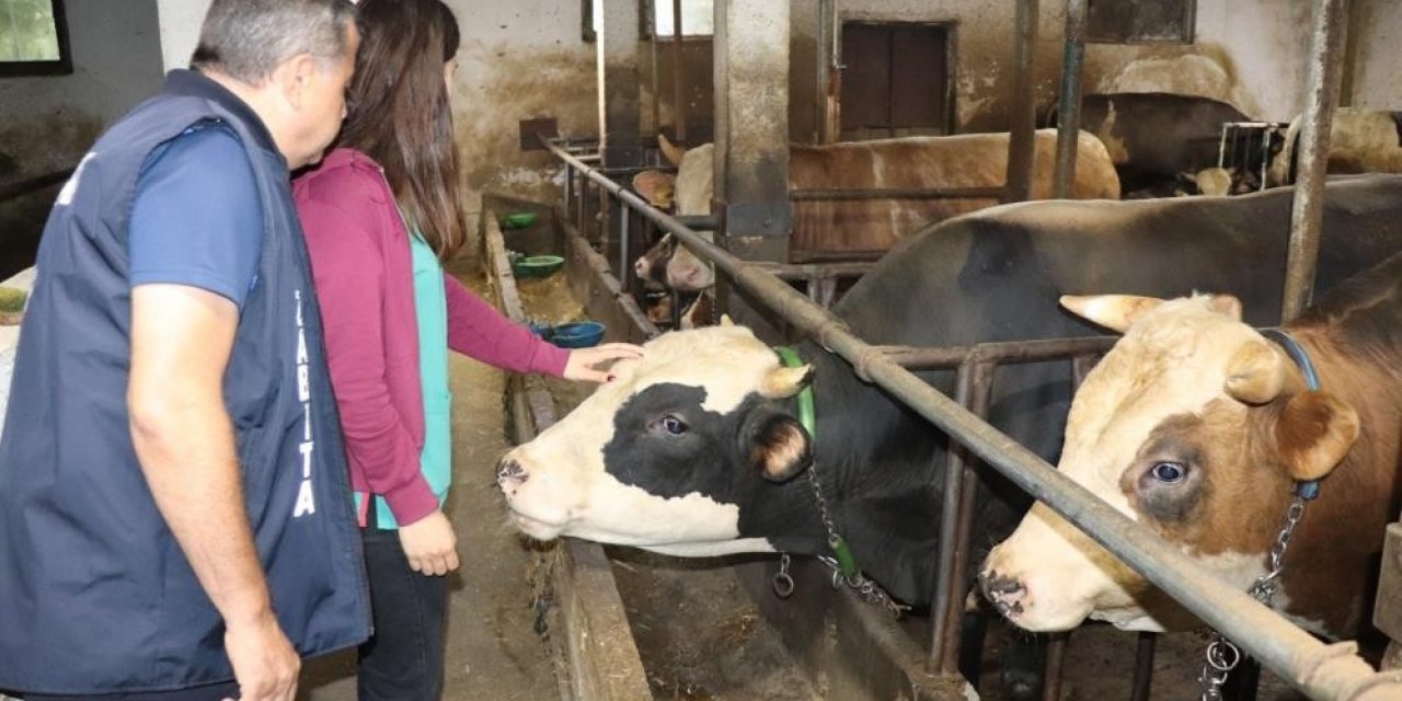 Düzceden Türkiye’ye 3 milyon kanatlı hayvan