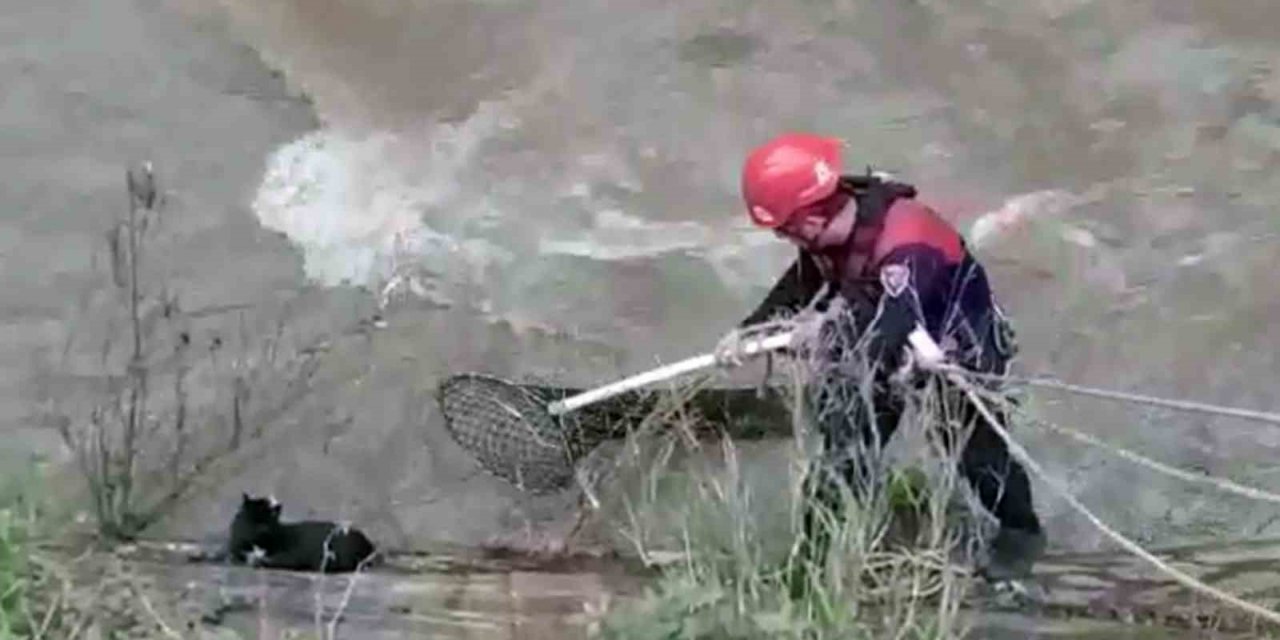 Derede mahsur kalan kediyi itfaiye ekipleri kurtardı