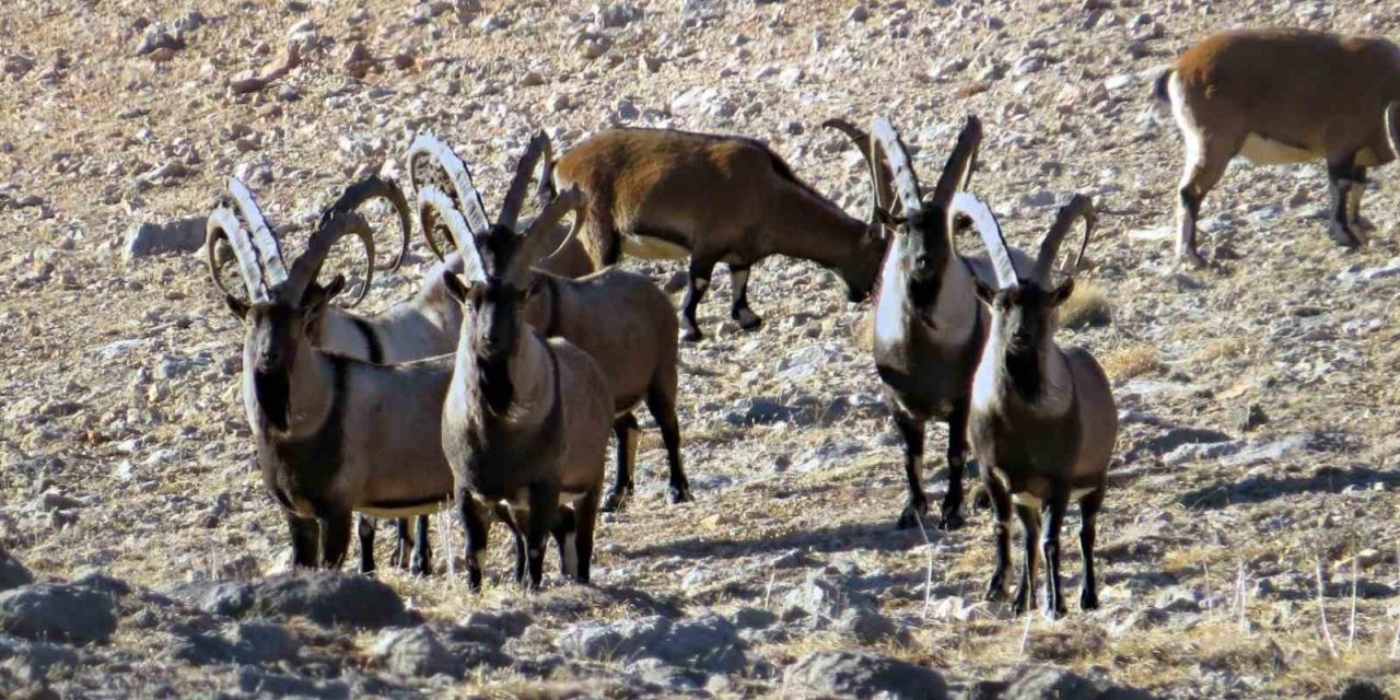 Nesli tükenmekte olan yaban keçileri Kayseri’de yeniden hayat buldu