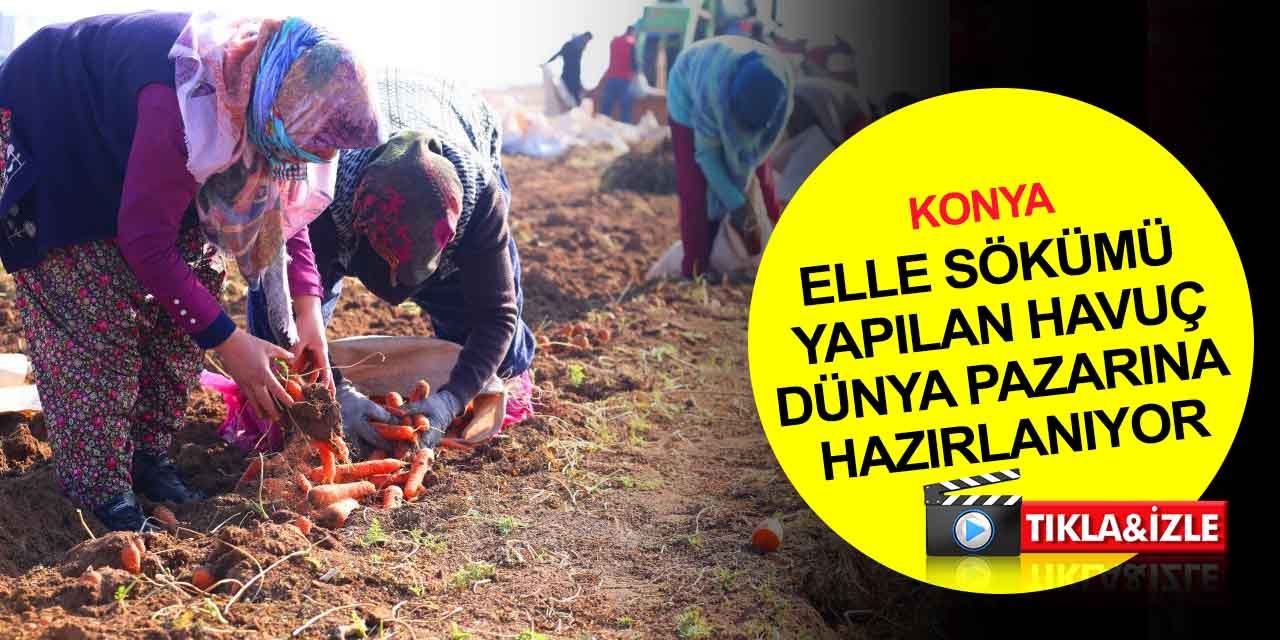 Konya'da soğuk havada elle tek tek sökülen tonlarca havuç üreticisini güldürdü