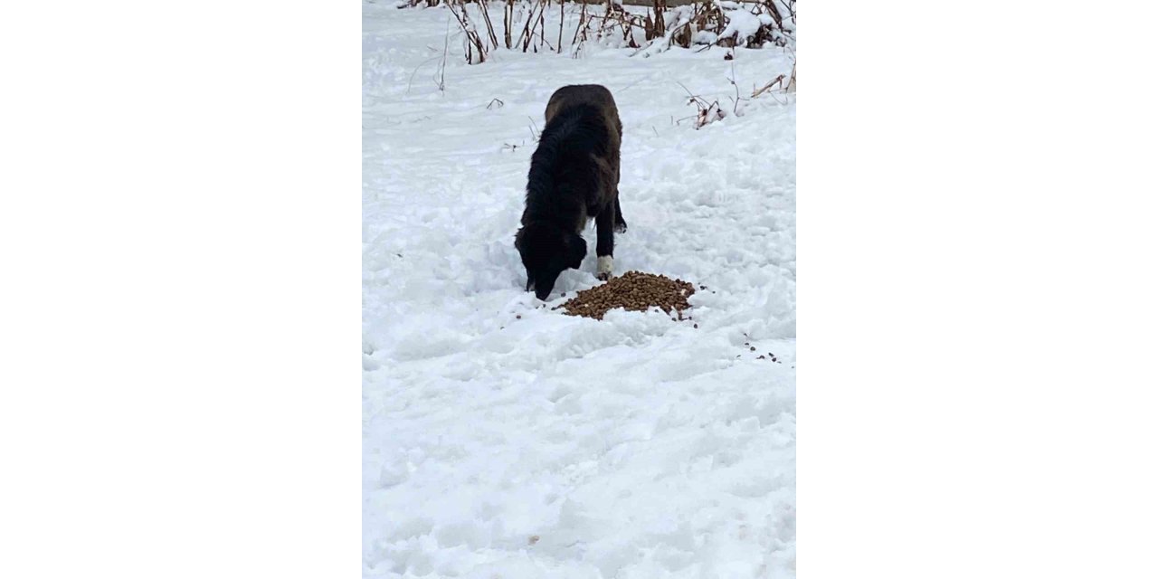 Hayvanları beslediler, yaralı köpeğe sahip çıktılar