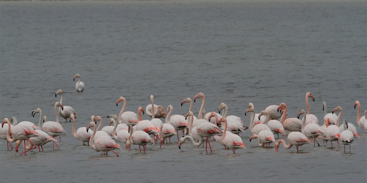 Denizli’de 33 farklı türde 29 bin 794 kuş sayıldı