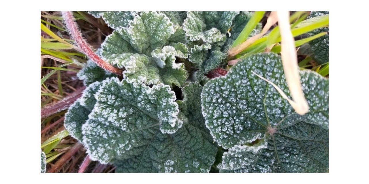 Aydın’a zirai don uyarısı