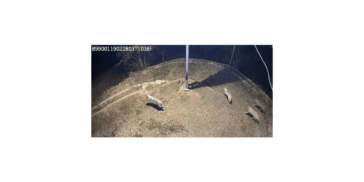 Sürü halinde köye inen kurtlar güvenlik kamerasına yansıdı