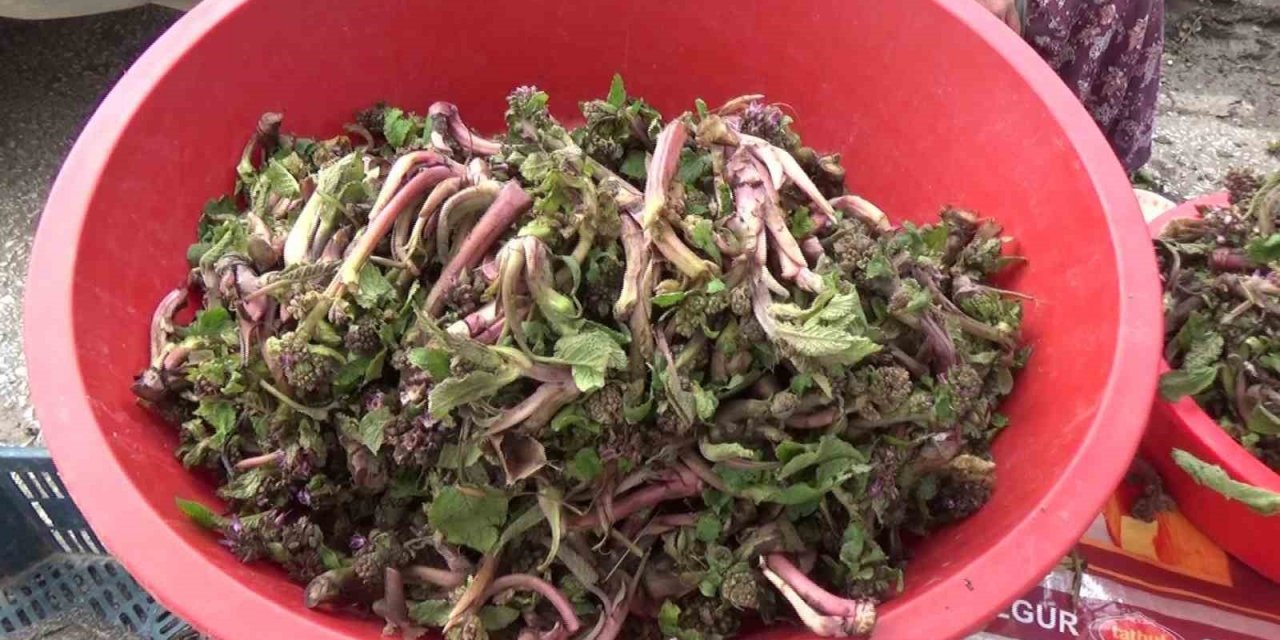 Kaldirik bitkisinin kanserle mücadeleye etkisi araştırılacak