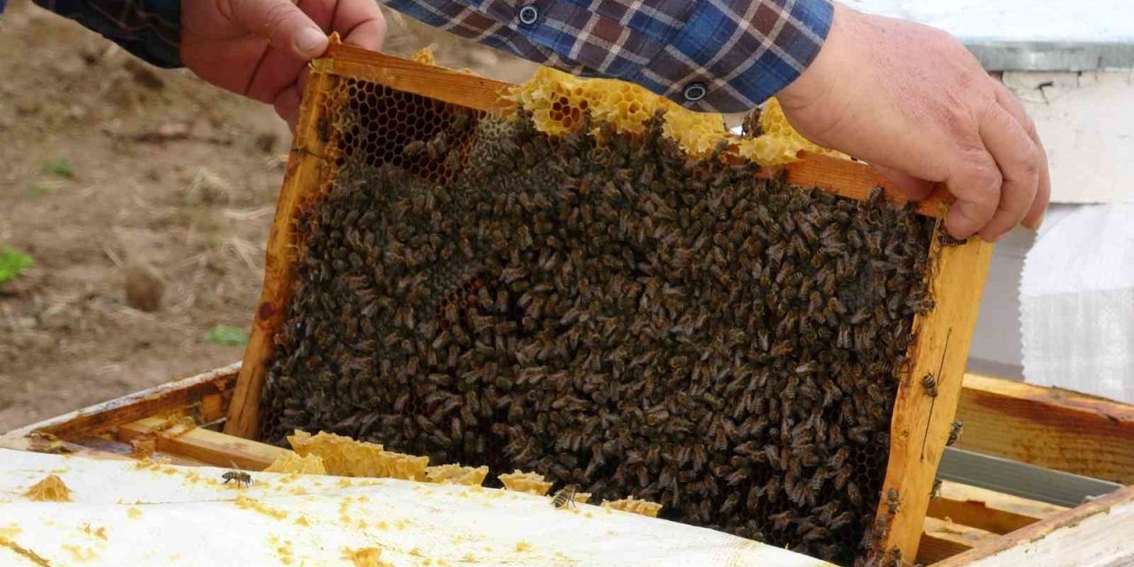 Çanakkale balı Avrupa yolcusu