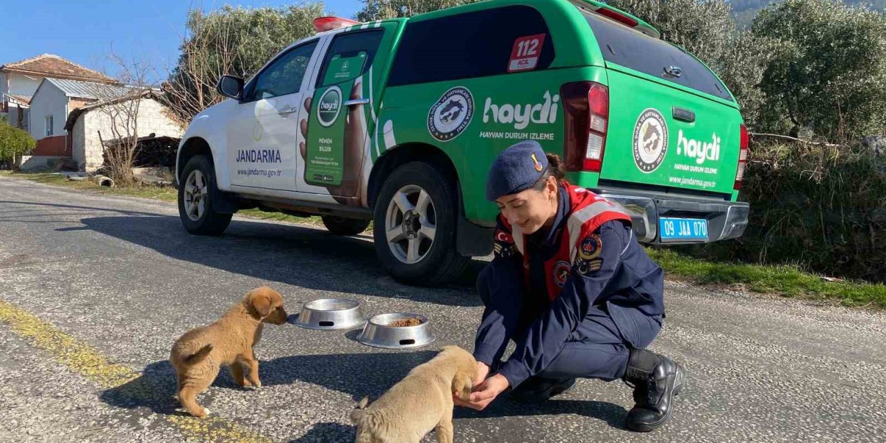 Jandarma ekipleri Buharkent’teki sokak hayvanlarını unutmadı