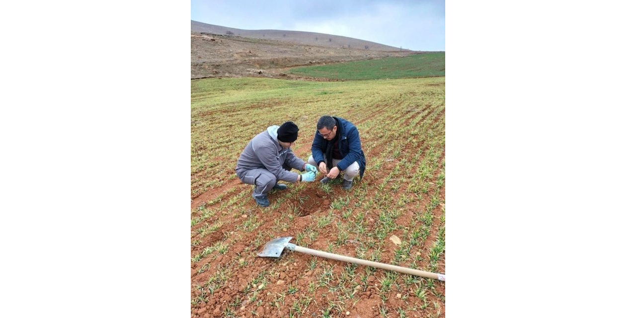 Hububat ekili alanlarda kontroller yapıldı