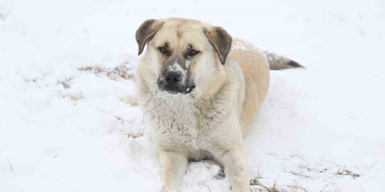Ankara’da etkili olan kar, havadan görüntülendi
