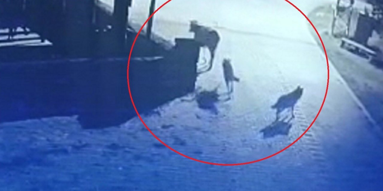 Aç kalan kurtlar mahalleye indi, ineği telef etti