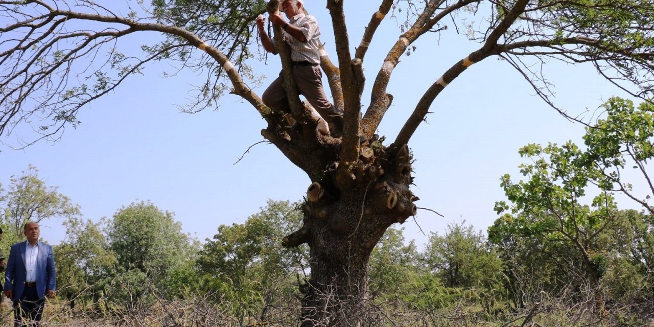 Yunusemre Belediyesi 2023 yılı ağaç aşılaması için talep toplayacak