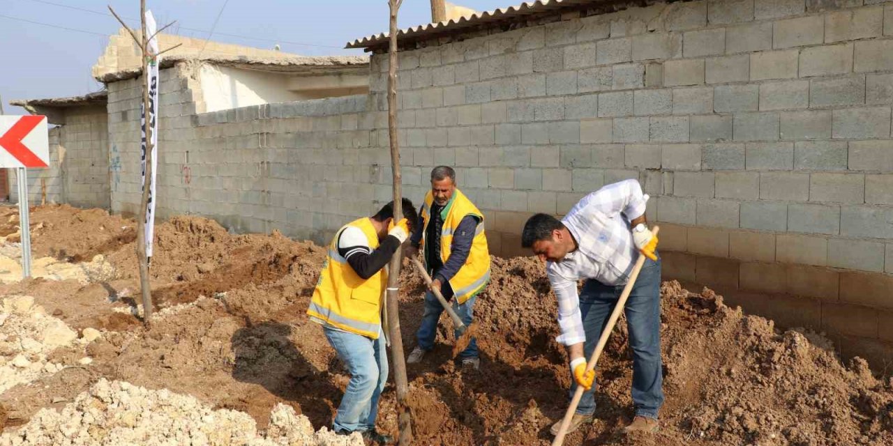 Farklı bölgelerde ağaçlandırma çalışması yapılıyor