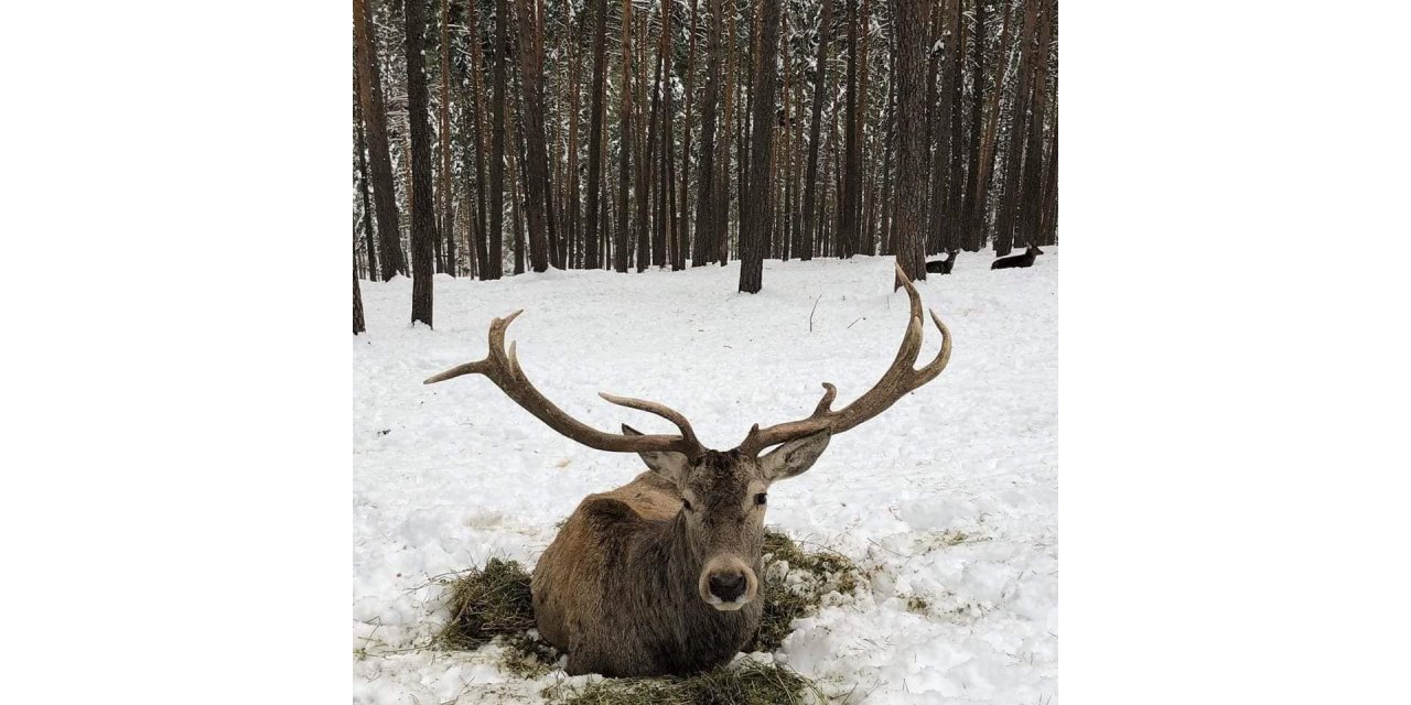 Mihalıççık’ta geyiklerin kar keyfi