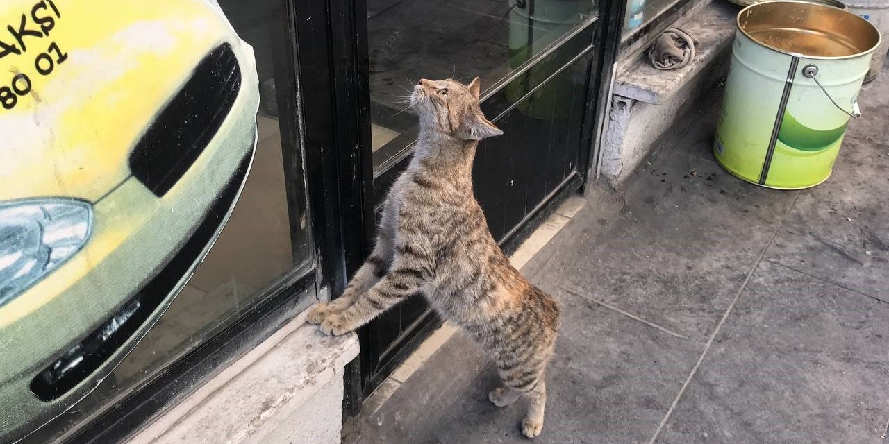 Taksi durağının maskotu ’Pilli’ mama diye kapıya dayanınca ortaya sıcak görüntüler çıktı