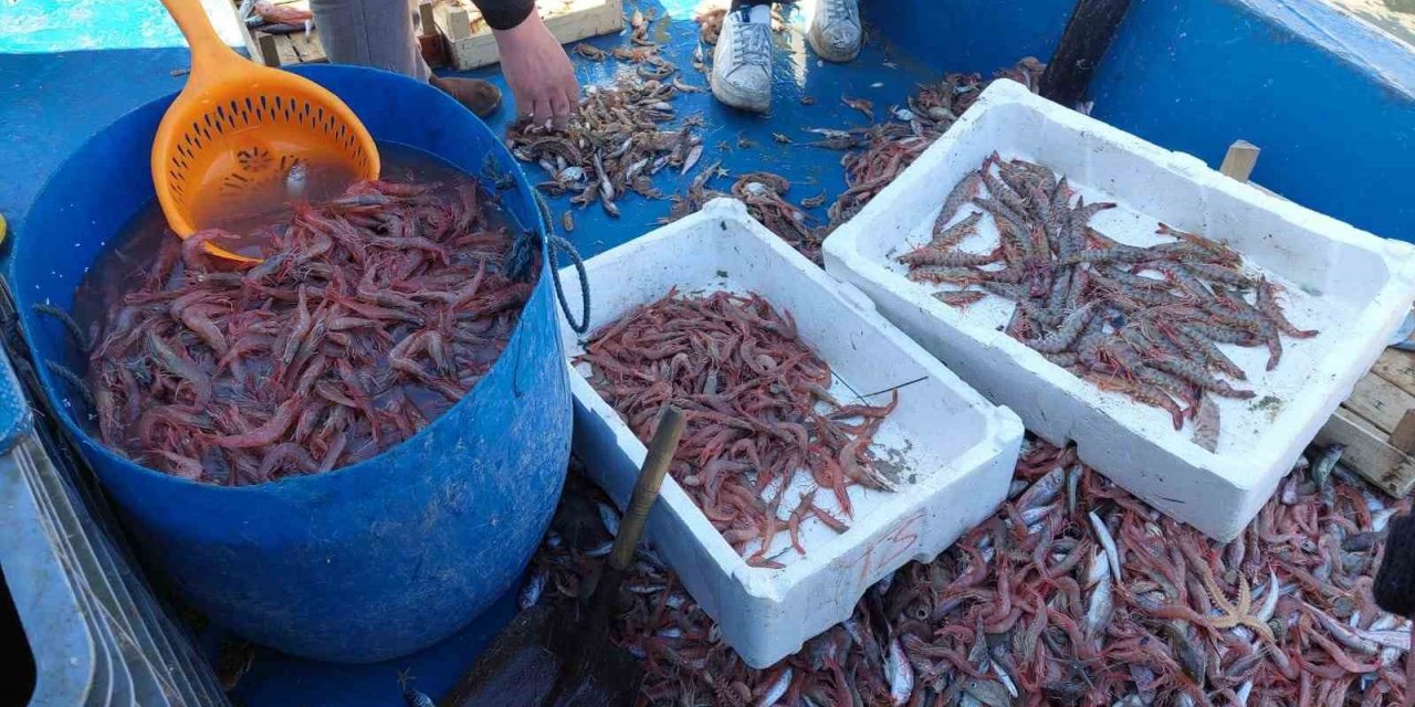 Yasak bitti, karides dolu teknelerle limana döndüler