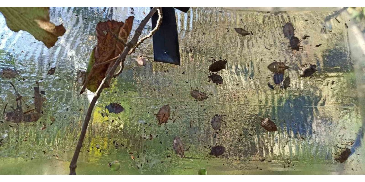 Samsun’un bitkileri zararlılardan korunuyor