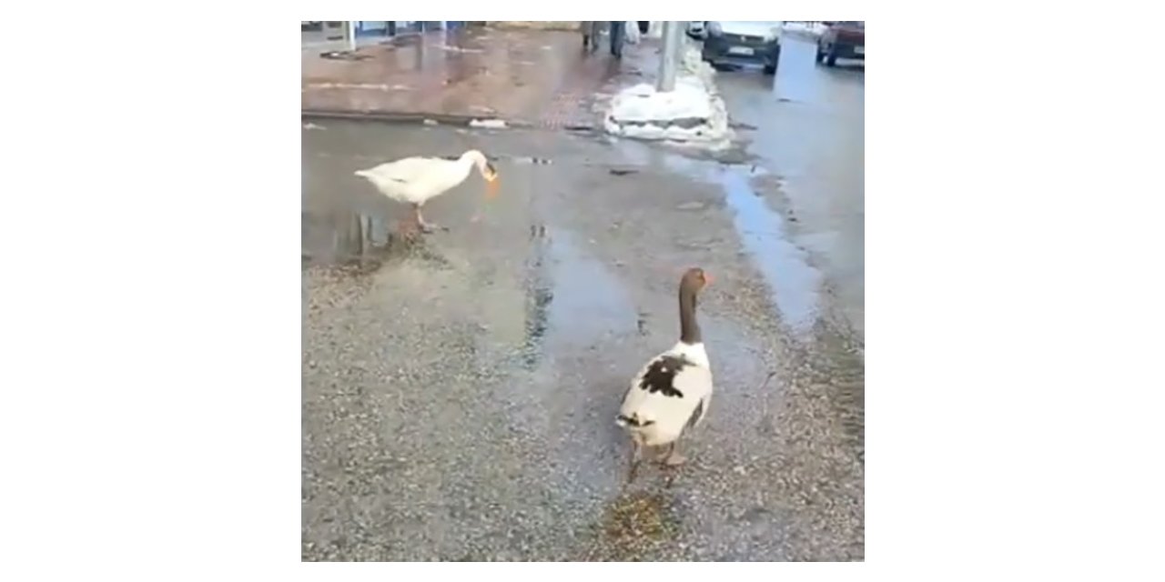 Elazığ’da sürüden ayrılan 2 kaz yolunu şaşırıp trafiğe çıktı