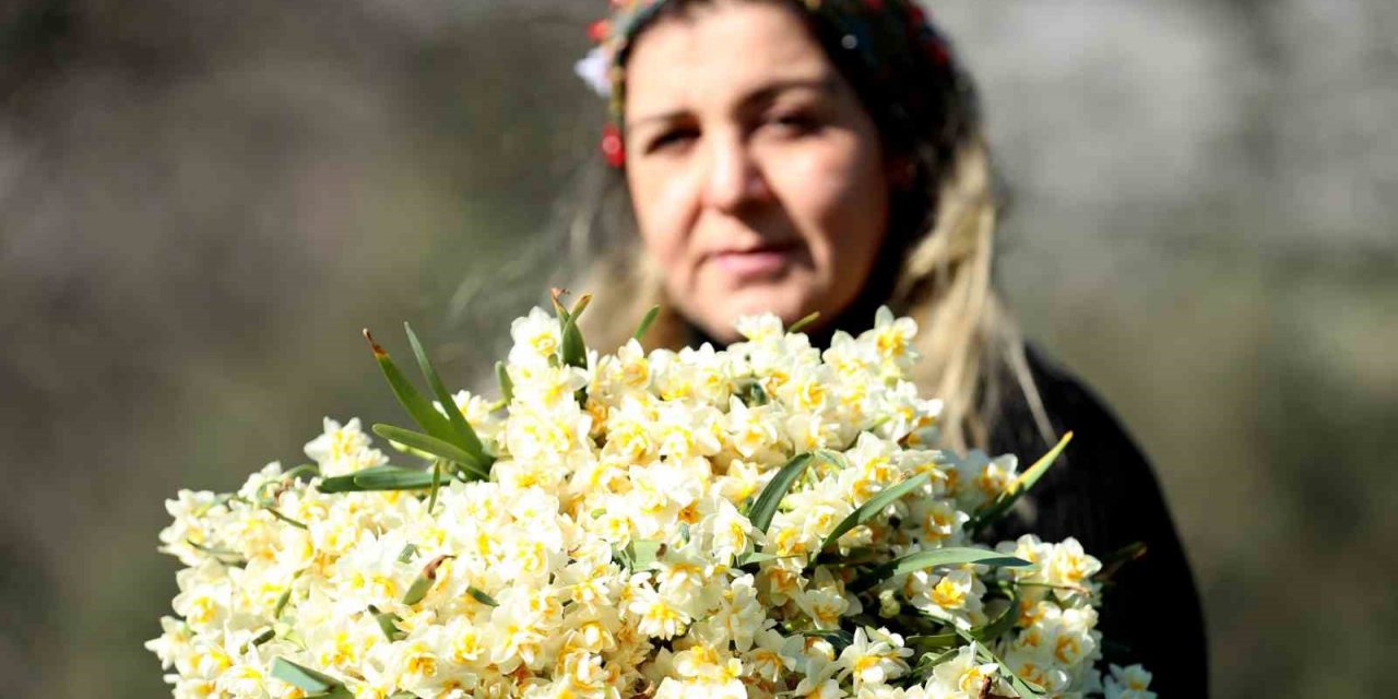 Nergis hasadı yüzleri güldürdü