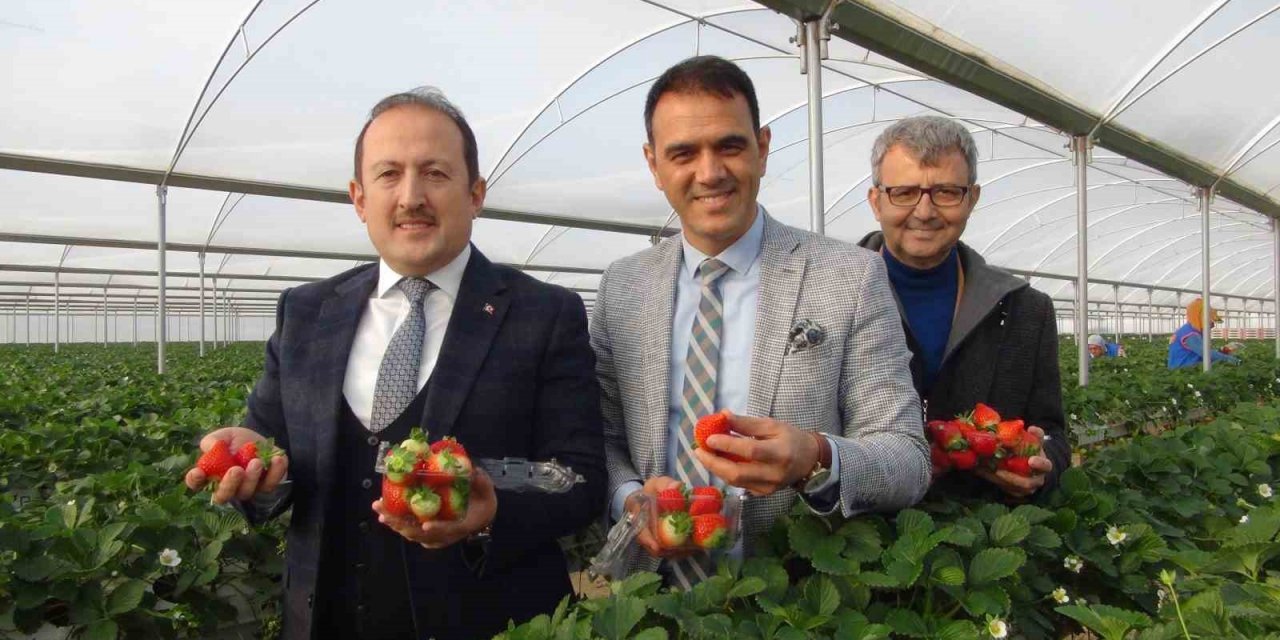 Vali Pehlivan, işçilerle birlikte hasat yaptı