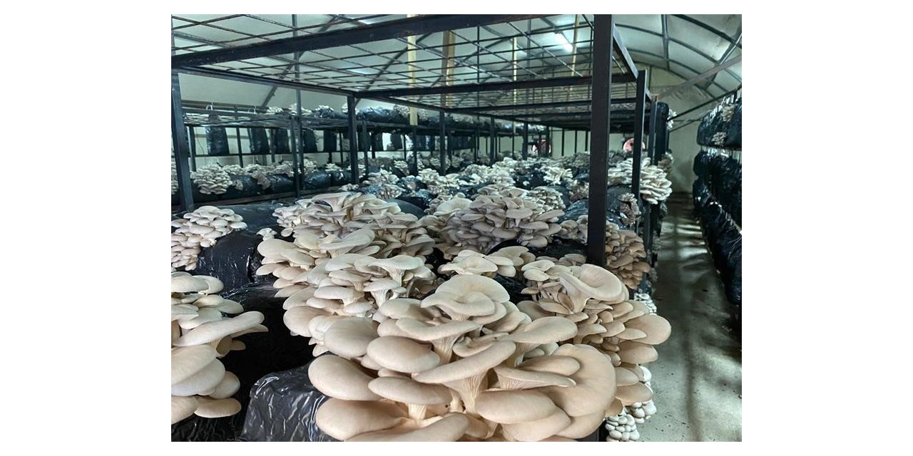 Ordu’da kültür mantarı üretimi yaygınlaşıyor