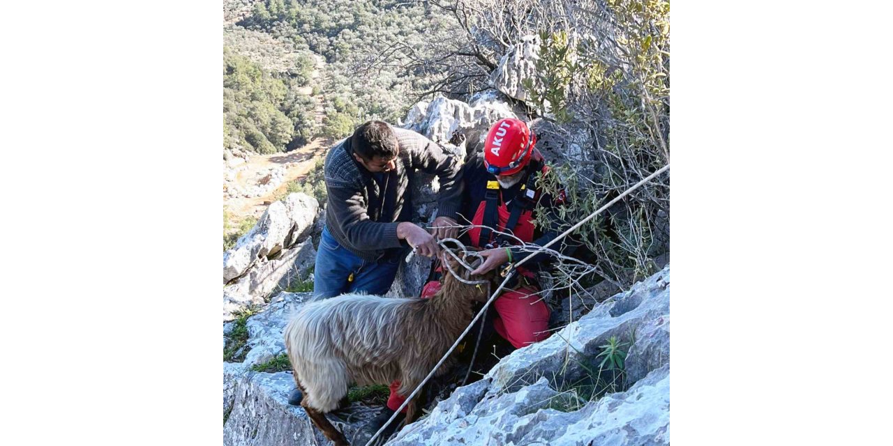 Kayalıklarda mahsur kalan keçileri AKUT kurtardı