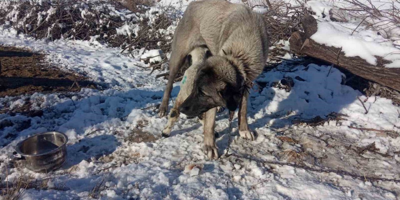 Kangal köpeği kuzunun süt annesi oldu