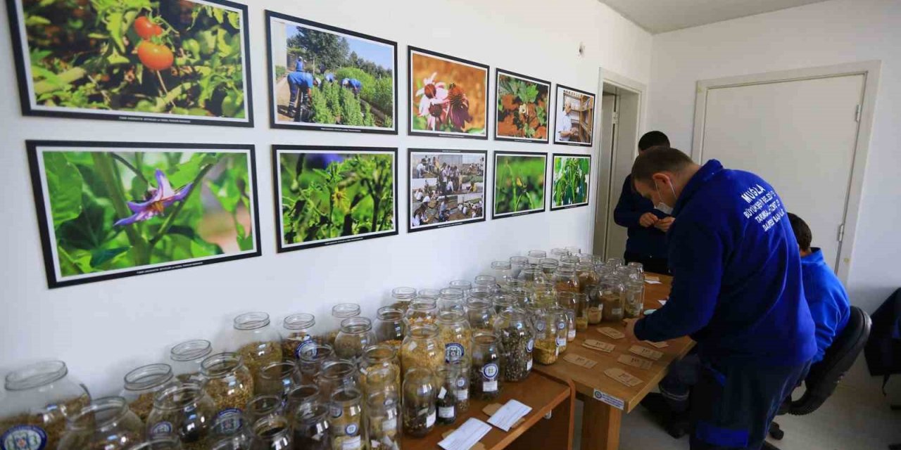 2023 yılının yerel tohumlarının dağıtımına başladı