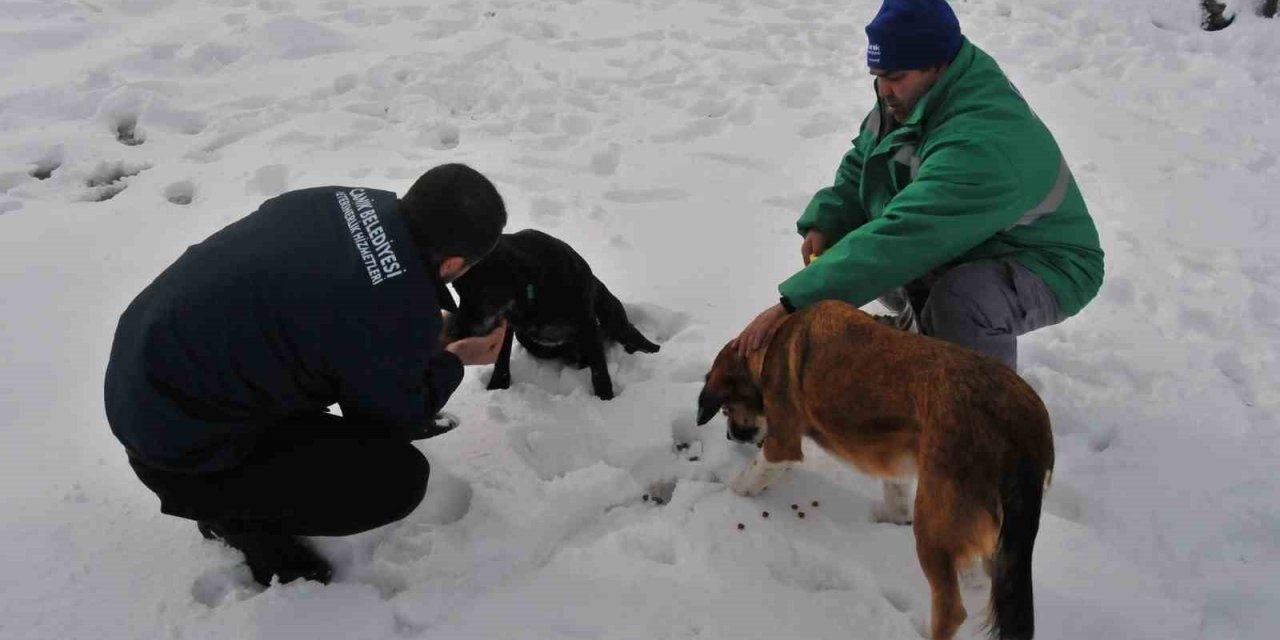 Karlı bölgelerde can dostlara yiyecek desteği