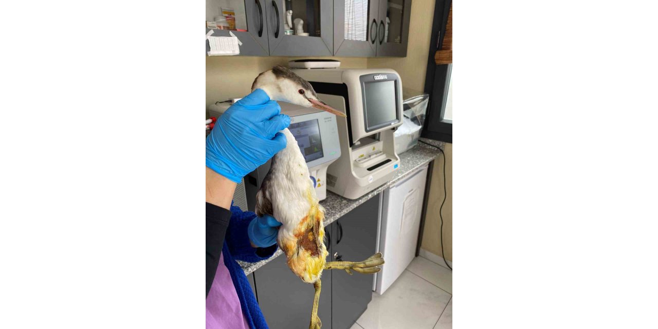 Olta iğnesi yutan kuş tedavi edildi