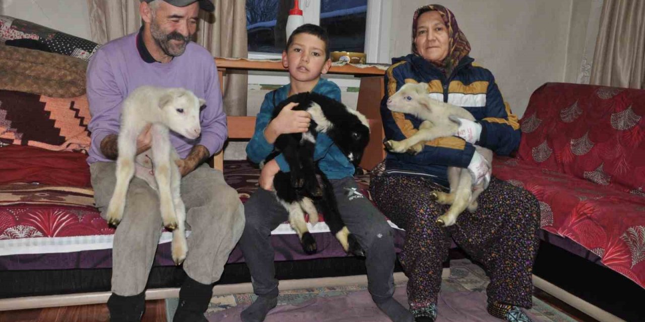 Yeni doğan kuzular donmasın diye evde bakıyorlar