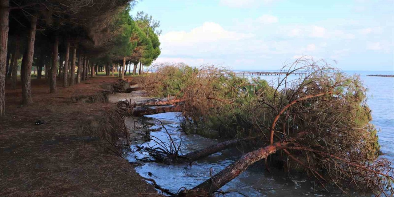 Samsun’da kıyı erozyonu: Hırçın Karadeniz ağaçları kökünden söktü