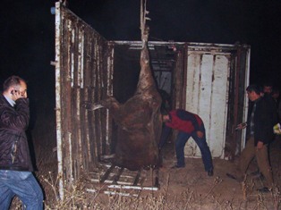 Hayvan taşıyan kamyon devrildi: 2 yaralı