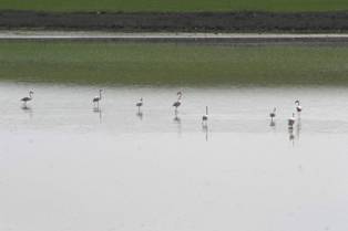 Düden Gölü eski günlerine dönüyor