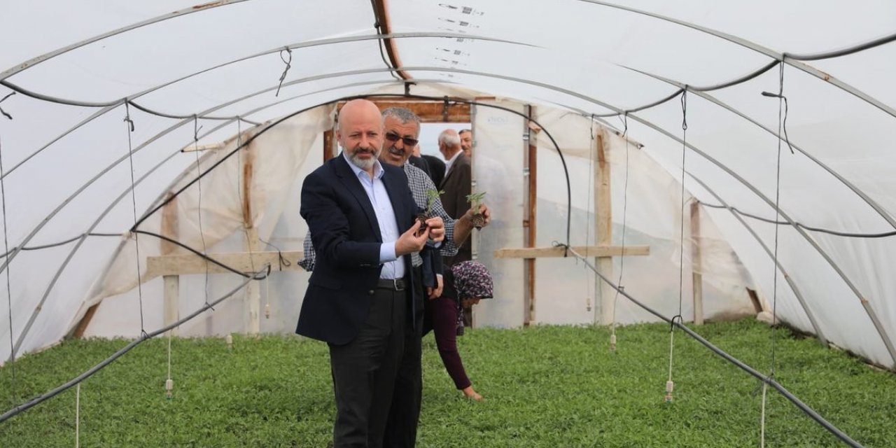 Kocasinan Belediyesi domates fidesi alacak