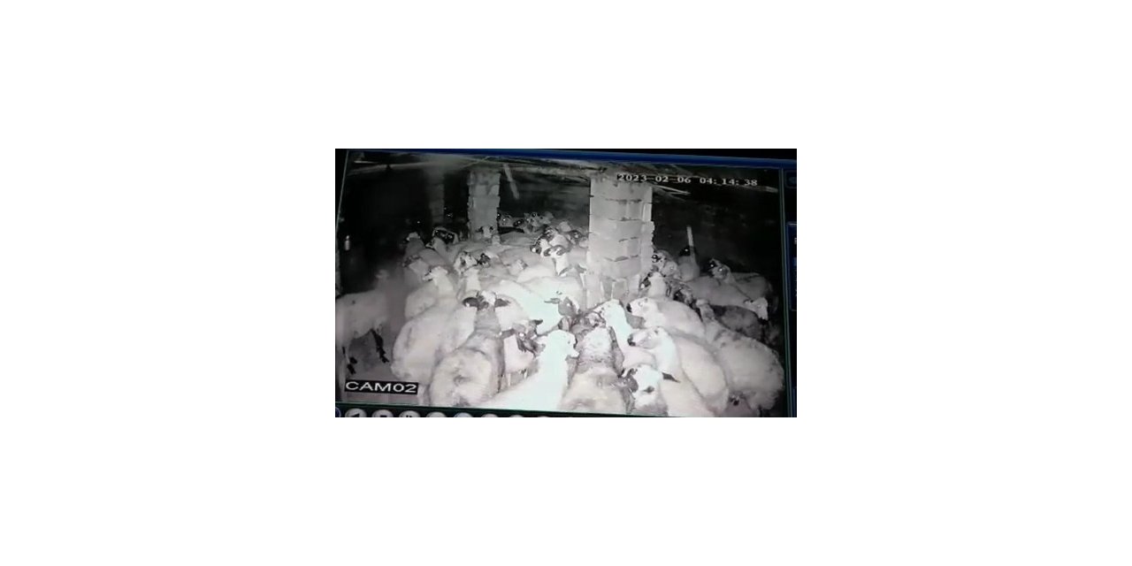 Koyunlar depremi böyle hissetti: Korku dolu anlar kamerada