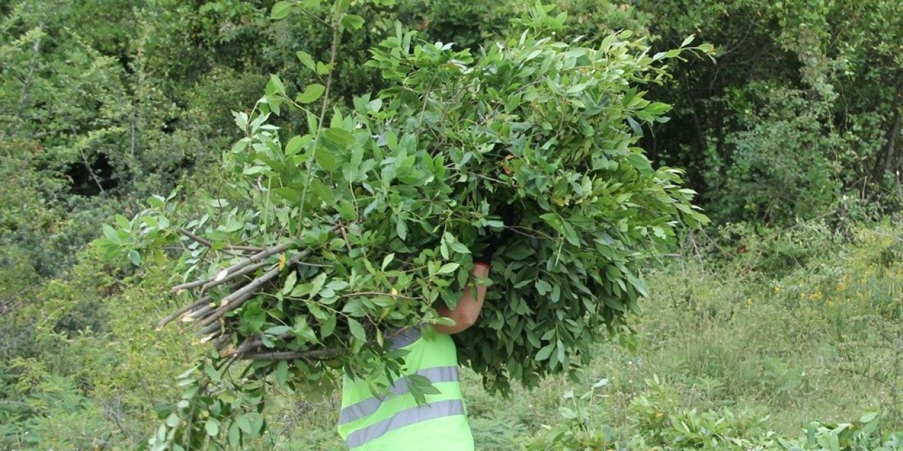 Defne ormanları köylülerin gelir kapısı oldu