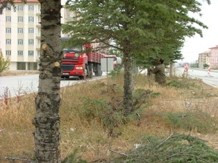 Kulu'da refüjlerdeki ağaçlar budandı