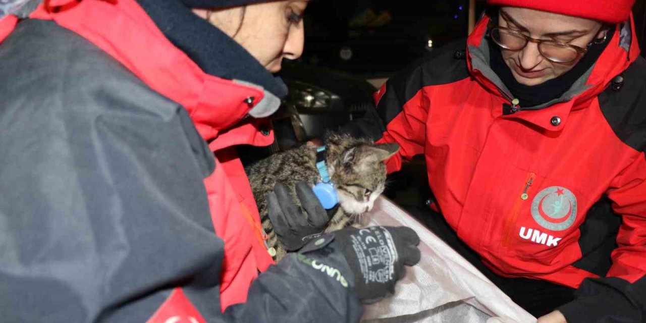 Yavru kedi saatler sonra enkaz altından canlı çıktı