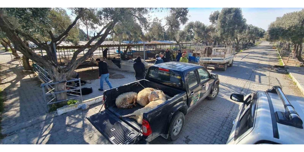 Söke’de deprem bölgesi için başlatılan hayvan bağışına yoğun ilgi