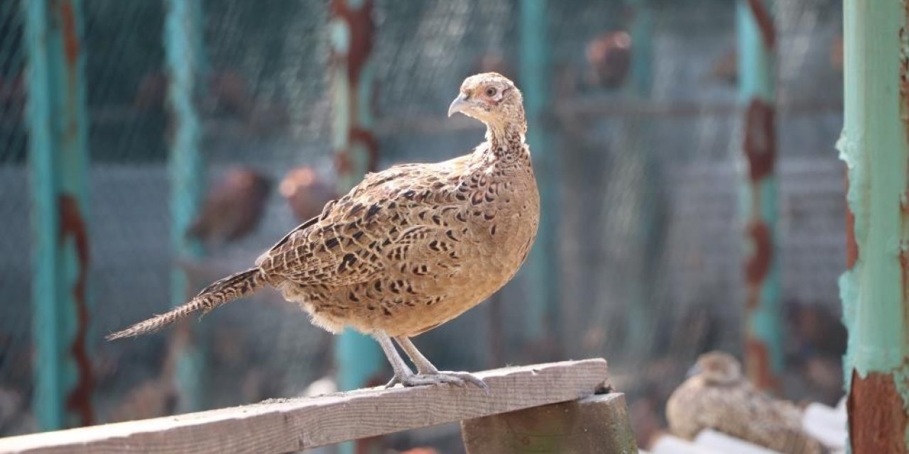 Son 2 yılda 30 bin 313 sülün doğaya bırakıldı