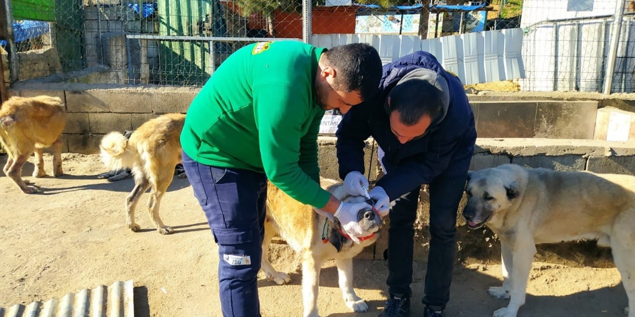 Sokak hayvanlarına sahip çıkıldı
