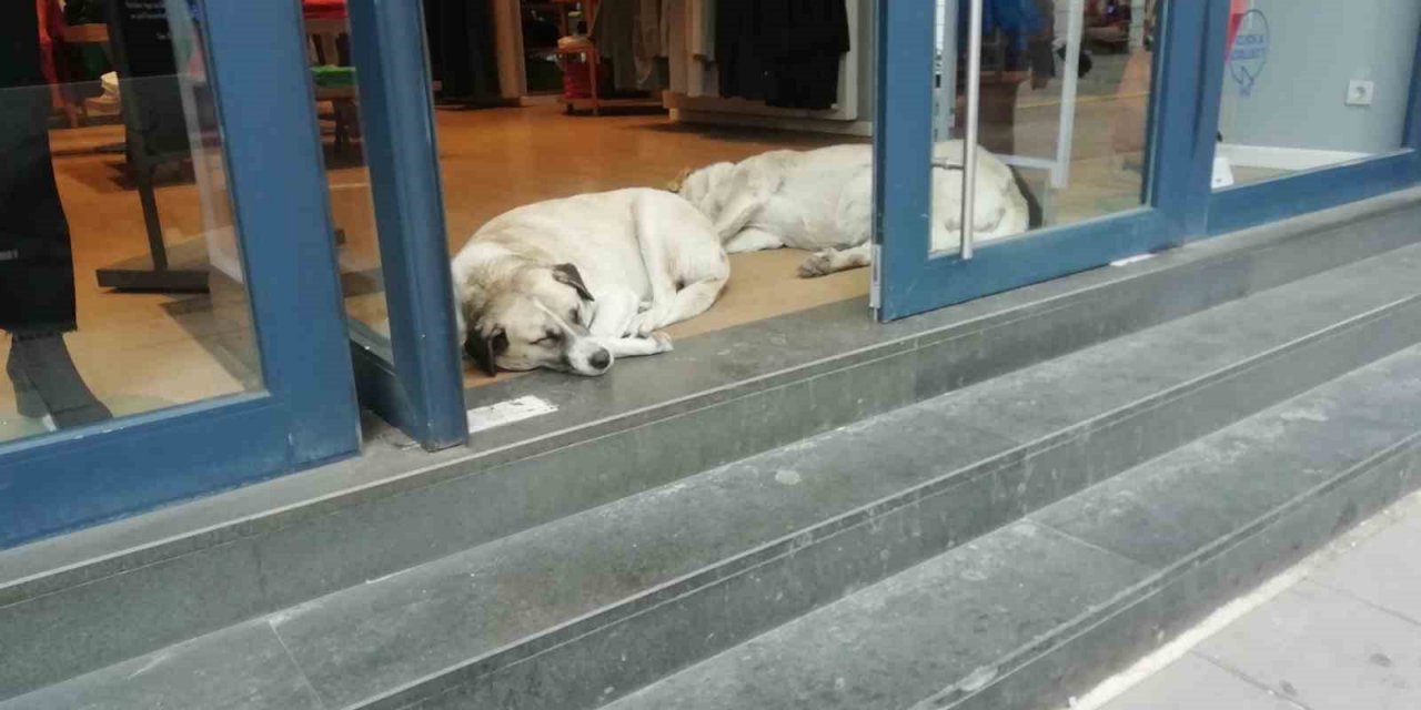 Sokak hayvanları soğuktan böyle korundu