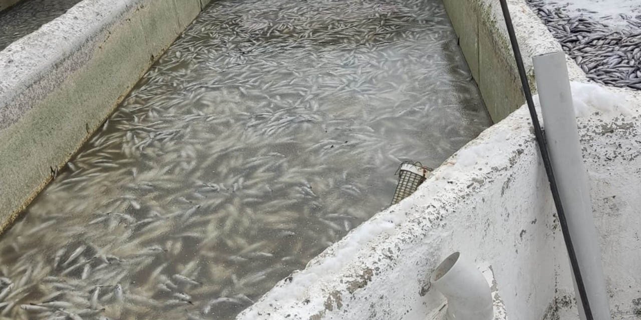 Deprem sonrası binlerce balık telef oldu