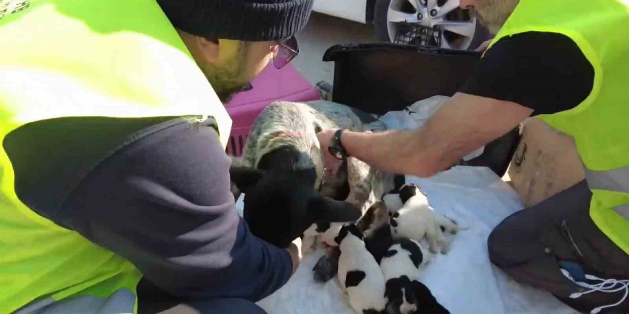 8’inci Komando Tugayı Hatay’daki Hayvan Bakım ve Rehabilitasyon Merkezine mamaları ulaştırdı