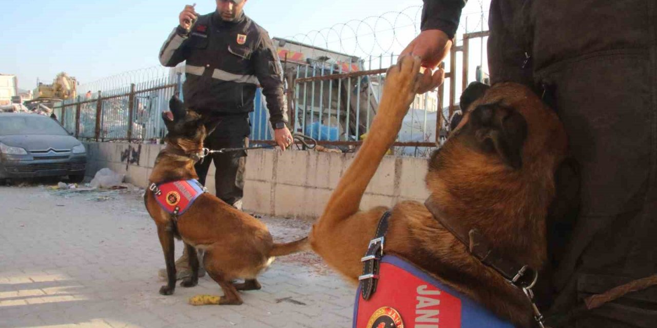 Köpekler yaralı halde enkazdan enkaza koştu