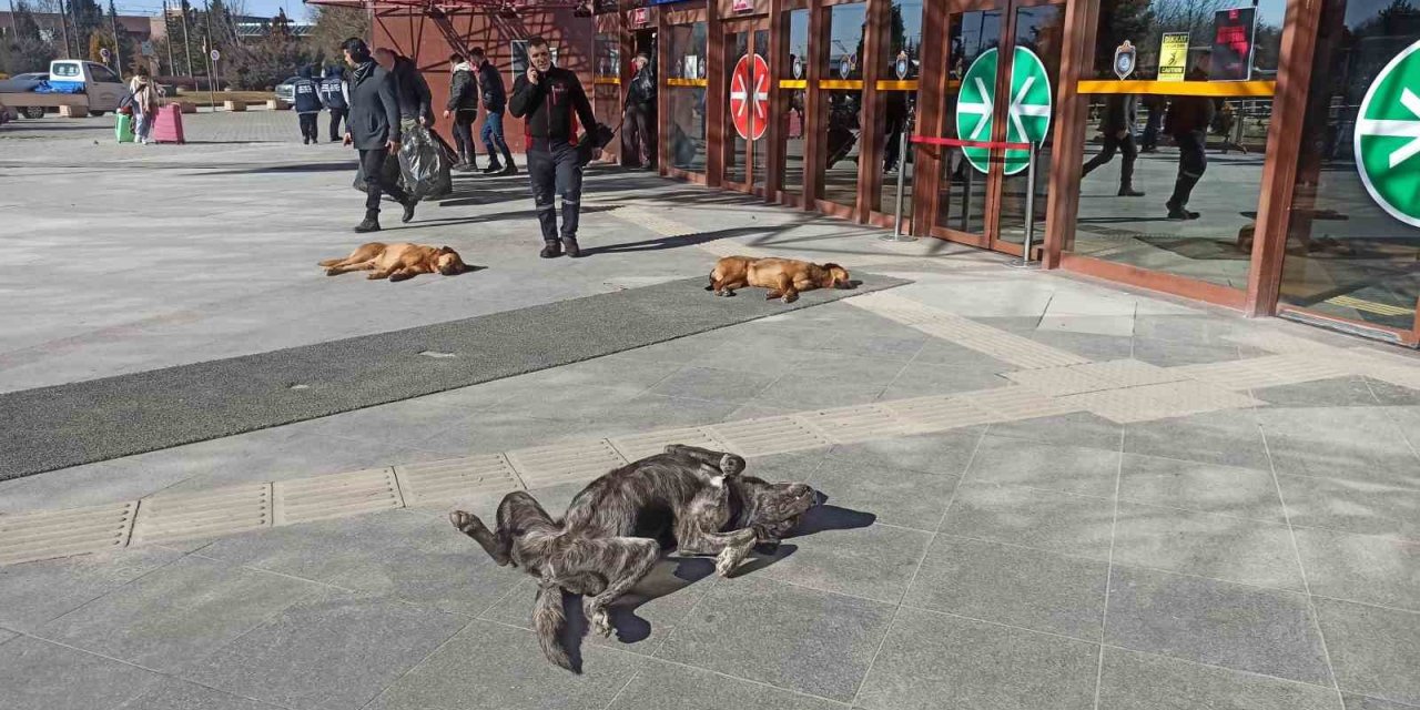 Sevimli dostların güneş keyfi gülümsetti