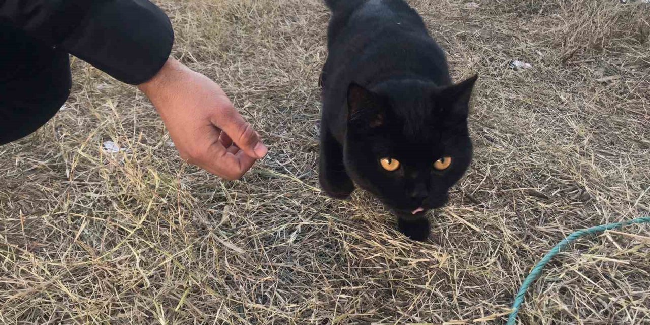 Gönüllüler, 164 saat sonra enkazdan bir kedi kurtardı