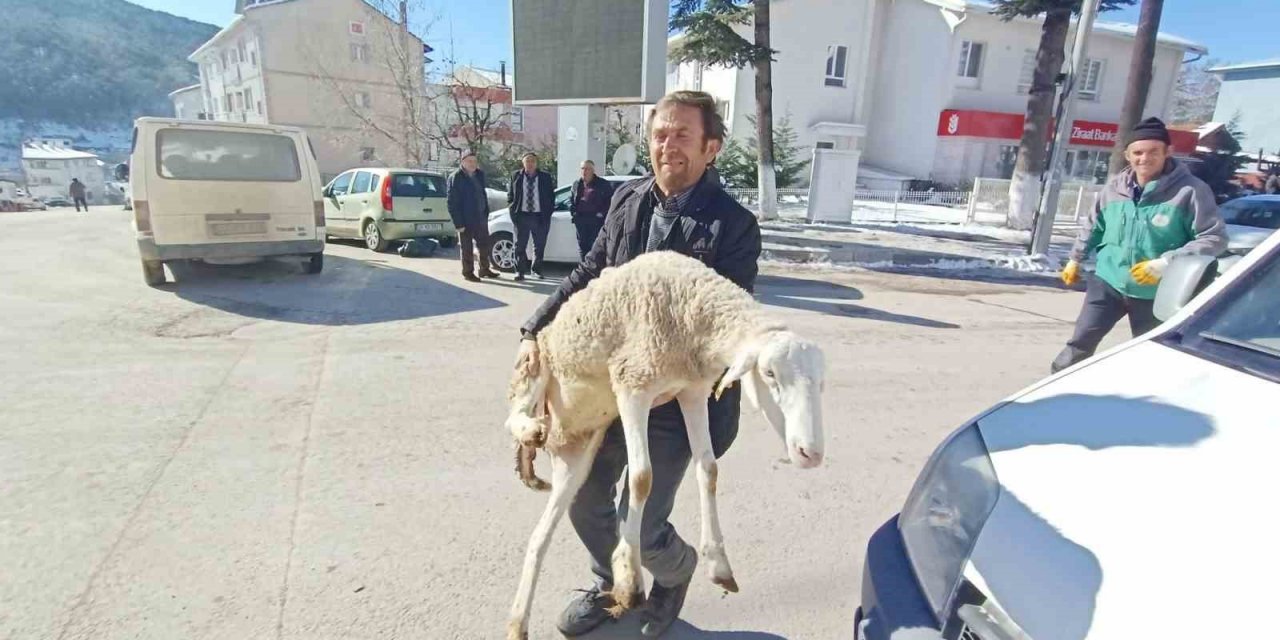 Bursalı çobanlar deprem bölgesine 40 koyun bağışladı