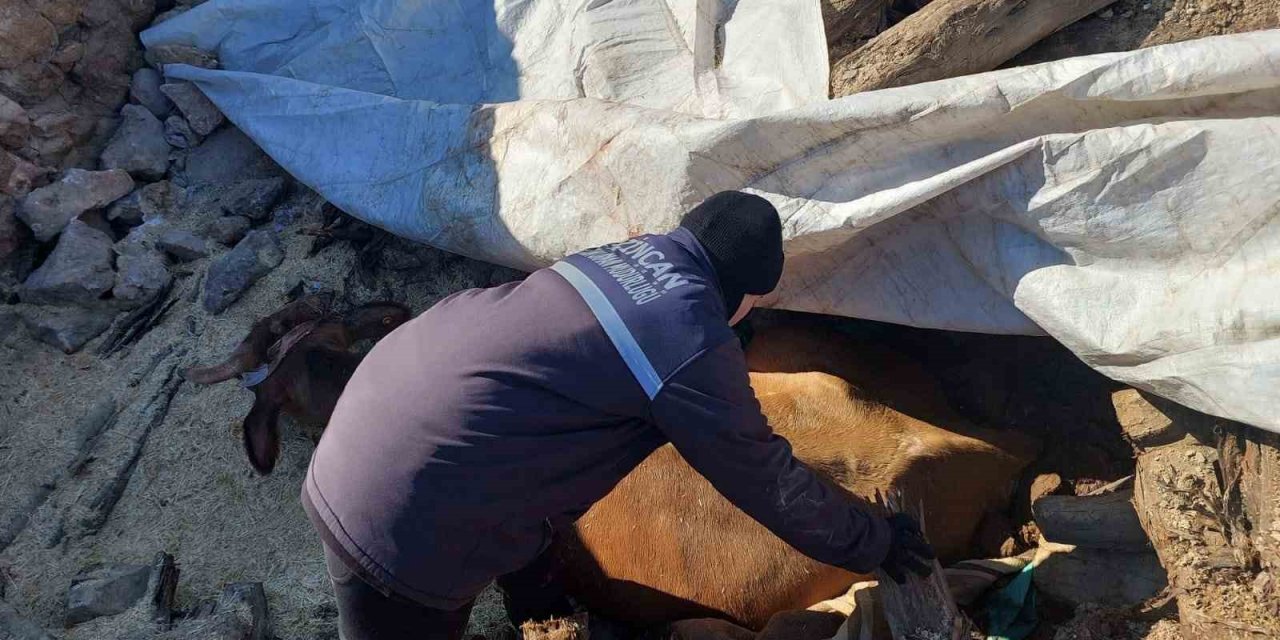 Enkazda ayakları sıkışan büyükbaş hayvan kurtarıldı